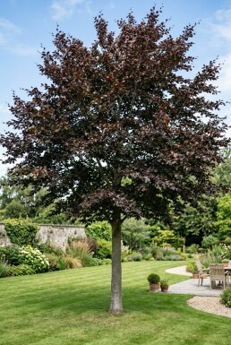 Fagus sylvatica 'Atropunicea' halvstamme stammehøjde 120 cm C12