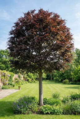 Fagus sylvatica 'Atropunicea' halvstamme stammehøjde 120 cm C12