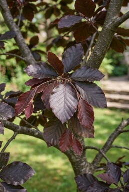 Fagus sylvatica 'Atropunicea' halvstamme stammehøjde 120 cm C12