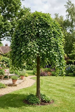 Fagus sylvatica 'Rohan Green Weeping' halvstamme stammehøjde 120 cm C10