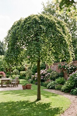 Fagus sylvatica 'Rohan Green Weeping' halvstamme stammehøjde 120 cm C10