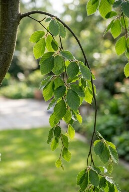 Fagus sylvatica 'Rohan Green Weeping' halvstamme stammehøjde 120 cm C10
