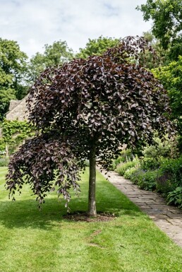 Fagus sylvatica 'Rohan Weeping' halvstamme stammehøjde 120 cm C10