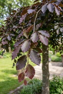 Fagus sylvatica 'Rohan Weeping' halvstamme stammehøjde 120 cm C10