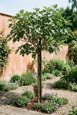 Ficus carica 'Brown Turkey' Stok