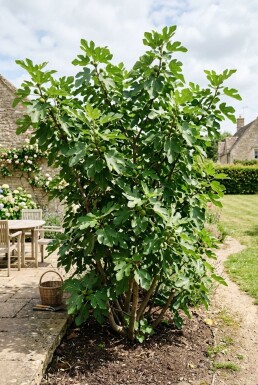 Ficus carica 'Brown Turkey' Busk