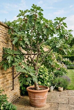Ficus carica 'Brown Turkey' støttebøjle