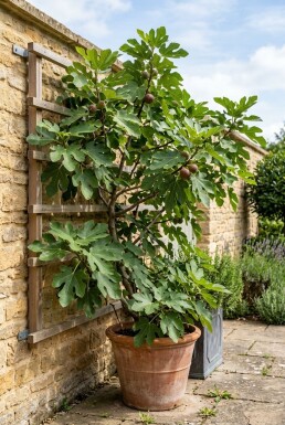 Ficus carica 'Brown Turkey' støttebøjle