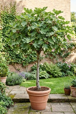 Ficus carica 'Brown Turkey' op stam