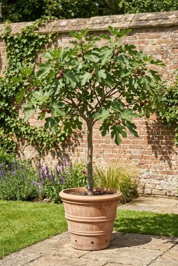 Ficus carica 'Brown Turkey' op stam