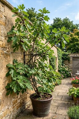 Ficus carica 'Gustis® TwoTimer®' Bærebøjle