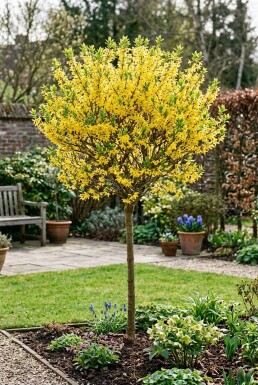 Forsythia intermedia 'Week End' halvstamme