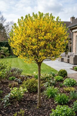 Forsythia intermedia 'Week End' halvstamme