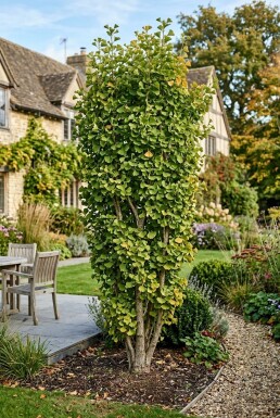 Ginkgo biloba 'Fastigiata Blagon' Busk