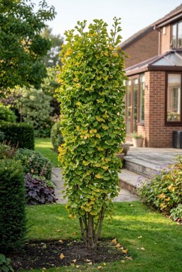 Ginkgo biloba 'Fastigiata Blagon' Busk