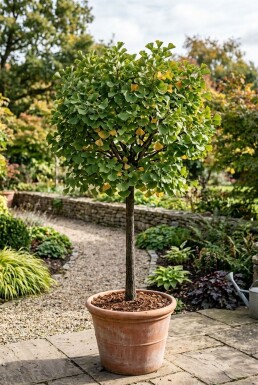 Ginkgo biloba 'Mariken' På stamme