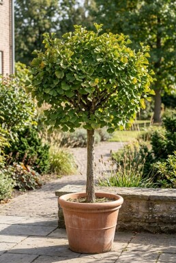 Ginkgo biloba 'Mariken' På stamme