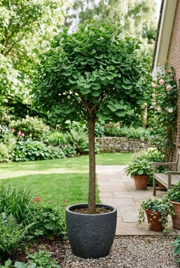 Ginkgo biloba 'Mariken' halvstamme stammehøjde 150 cm C12