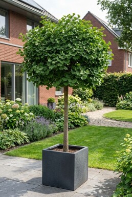 Ginkgo biloba 'Mariken' halvstamme stammehøjde 150 cm C12