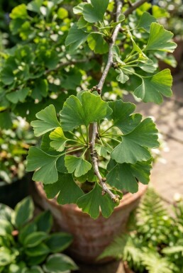 Ginkgo biloba 'Mariken' halvstamme stammehøjde 150 cm C12