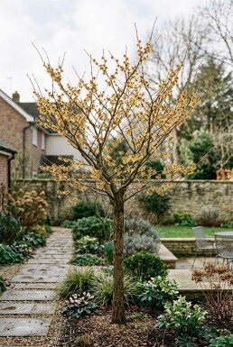 Hamamelis intermedia 'Arnold Promise' Højstammet
