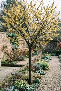 Hamamelis intermedia 'Arnold Promise' Højstammet