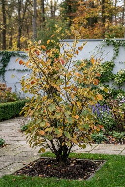 Hamamelis intermedia 'Westerstede' Solitær