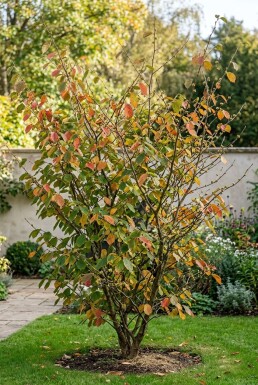 Hamamelis intermedia 'Westerstede' Solitær