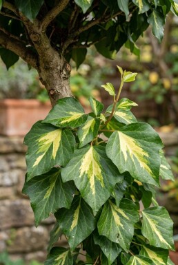 Hedera colchica 'Sulphur Heart' Stok