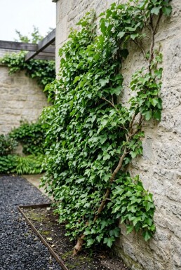 Hedera helix Stok