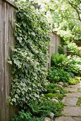 Hedera helix 'Eva' Stok