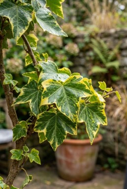 Hedera helix 'Golden Kolibri' opstammet