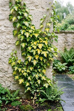 Hedera helix 'Goldheart' Stok