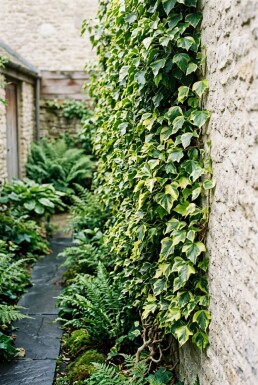 Hedera helix 'Goldheart' Stok