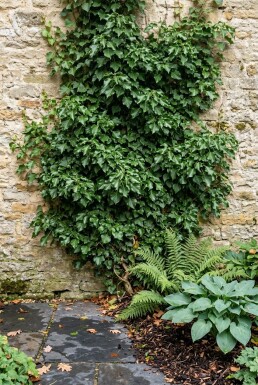 Hedera helix 'Green Ripple' Stok