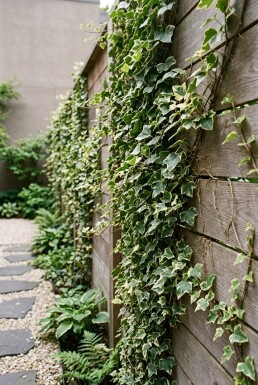 Hedera helix 'Kolibri' Stok