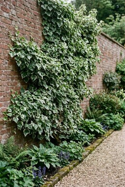 Hedera helix 'Margin. Elegantissima' opstammet