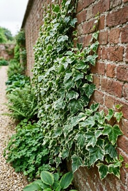 Hedera helix 'Margin. Elegantissima' opstammet