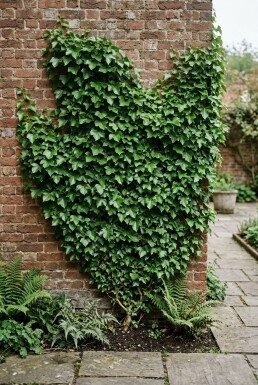 Hedera helix 'Plattensee' Stok