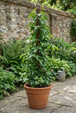 Hedera helix 'Sagittifolia' Stok