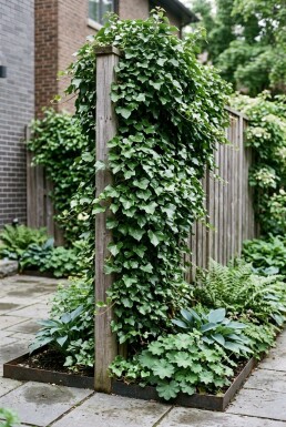 Hedera helix 'Shamrock' Stok