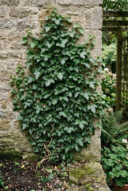 Hedera helix 'Thorndale' Stok