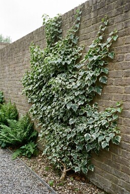 Hedera helix 'White Ripple' Stok