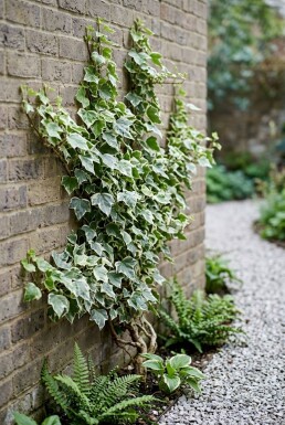 Hedera helix 'White Ripple' Stok