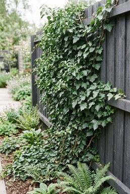 Hedera helix 'Woerner' Stok