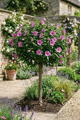 Hibiscus syriacus 'Eruption' Halvstamme