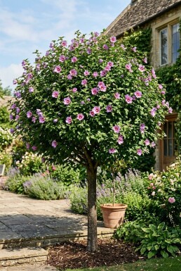 Hibiscus syriacus 'Eruption' Halvstamme
