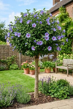 Hibiscus syriacus 'Marina' halvstamme
