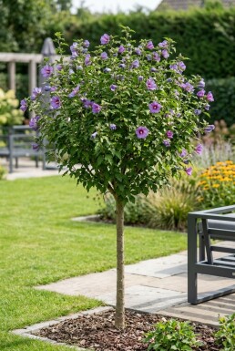 Hibiscus syriacus 'Marina' halvstamme