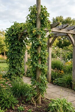 Humulus lupulus Stok